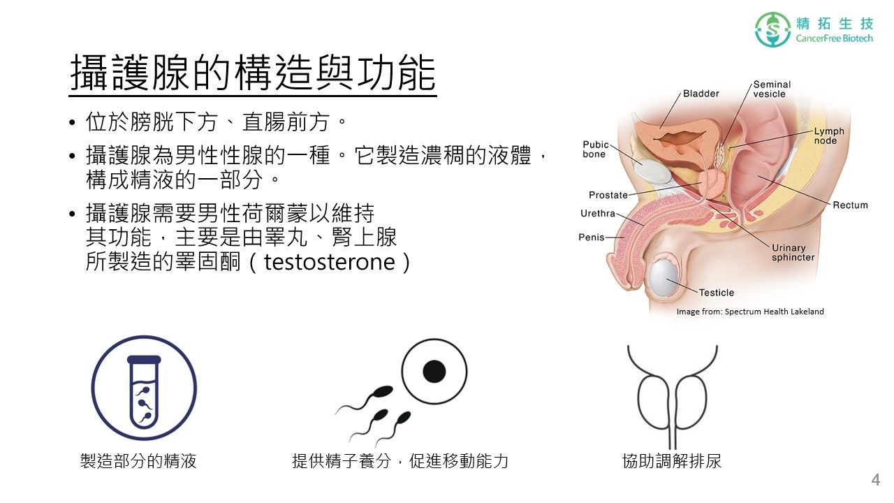 攝護腺癌 治療簡介 投影片 第 4 頁