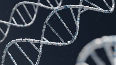 DNA 雙螺旋